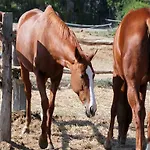 ファームステイ Agriturismo Birrificio Orsini *