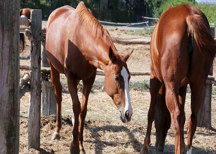 ファームステイ Agriturismo Birrificio Orsini *