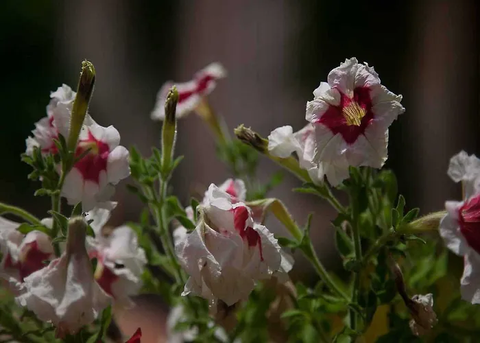 Agriturismo Birrificio Orsini マッサ・マルターナ